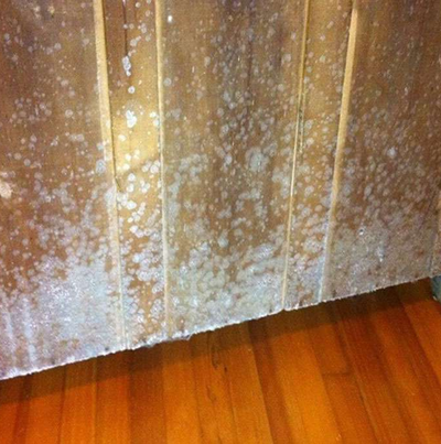 5 bước xử lý nấm mốc trên đồ gỗ nội thất