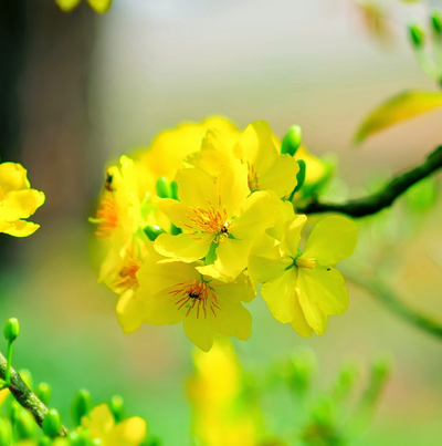 Chọn hoa trưng bày ngày Tết để rước tài lộc vào nhà