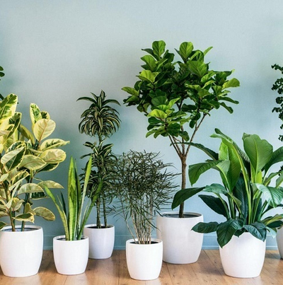 Vì sao nên trồng cây xanh trong nhà?