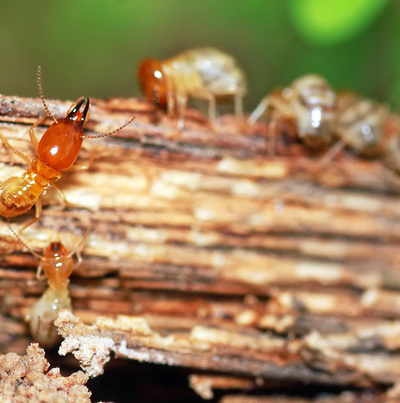 Cách Xử Lý Mối Mọt Khi Dùng Nội Thất Gỗ Công Nghiệp